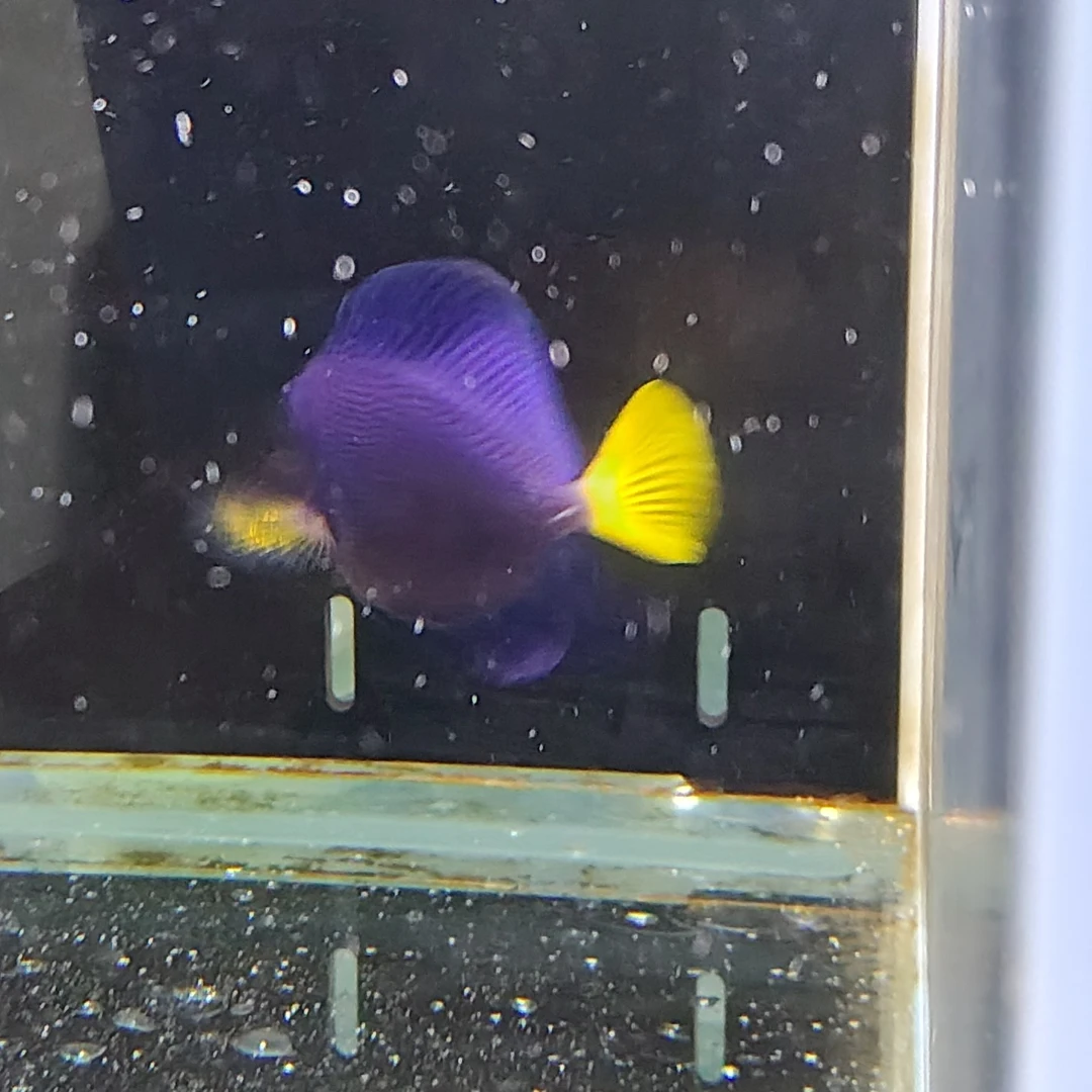 海水鱼紫吊秒颗粒状态