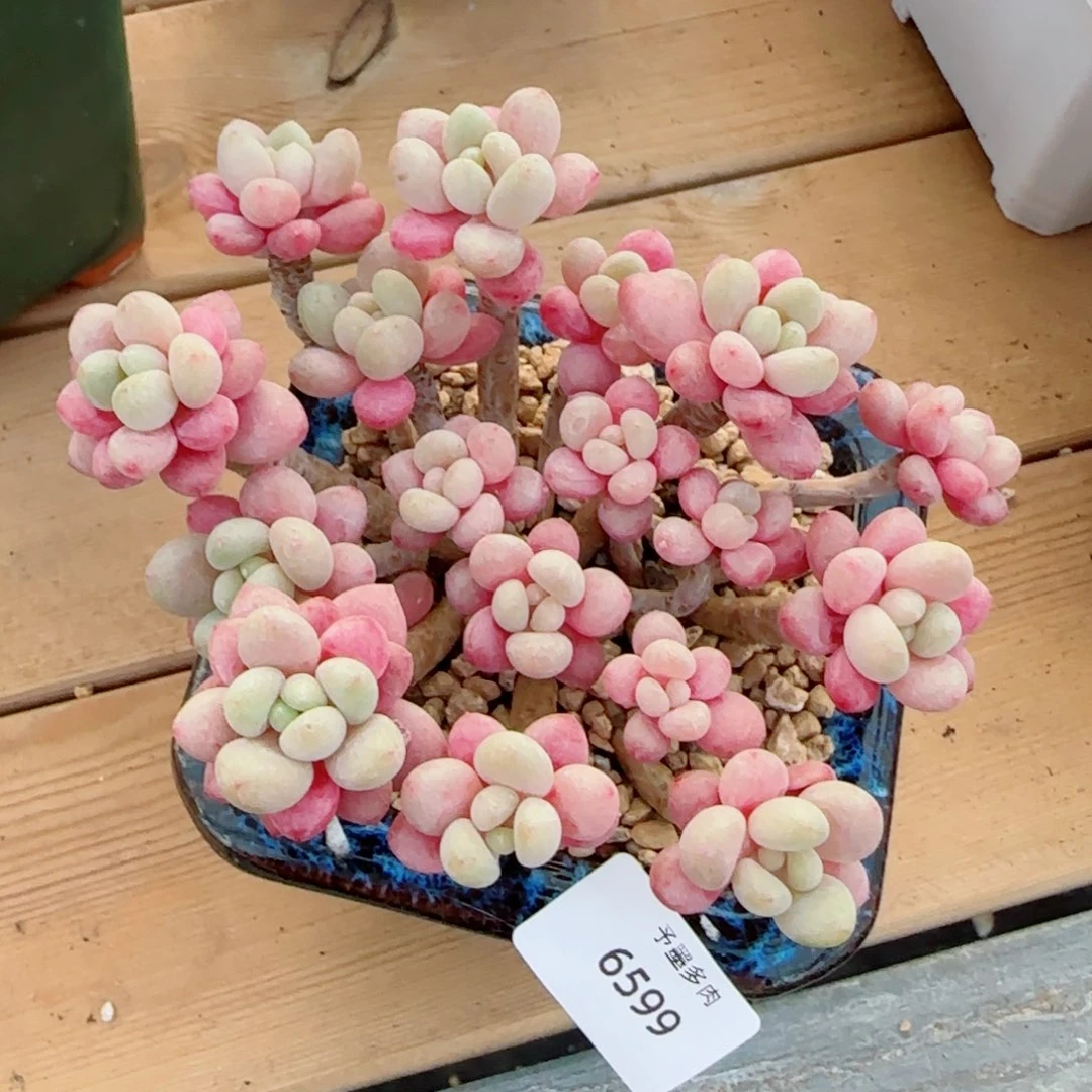 鱼子酱无砍，6599多肉植物