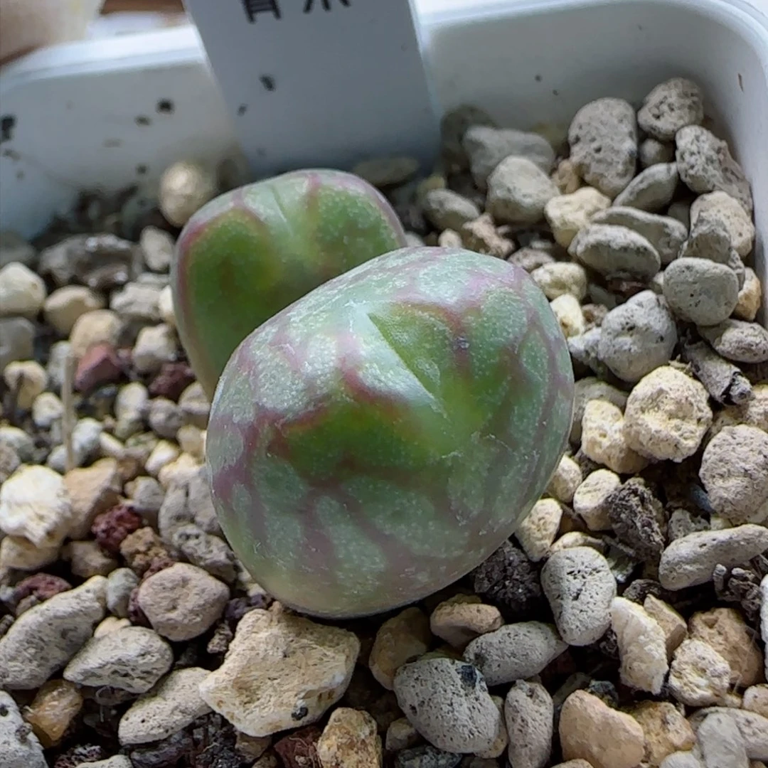 2-2-2-4全场8.8折58包邮精品粗纹杂交脱土