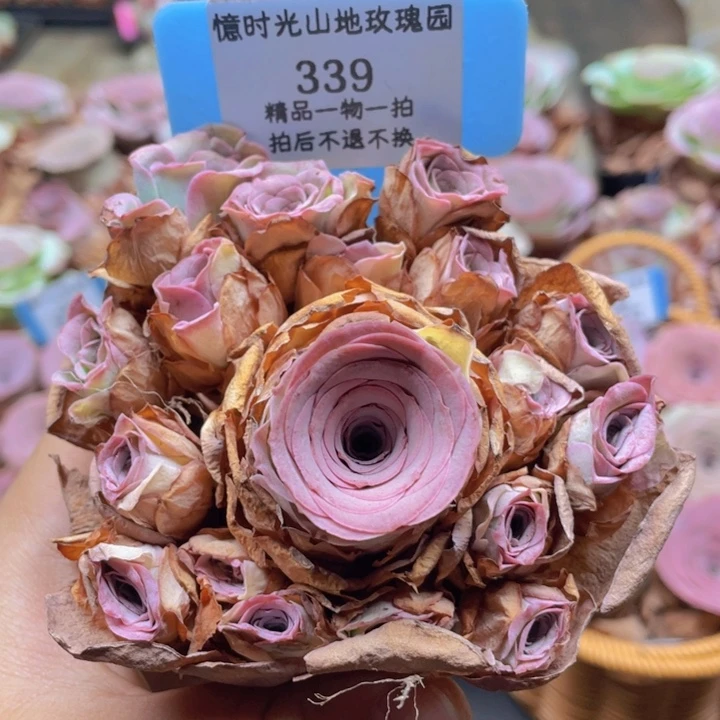 山地玫瑰339断枝不包损不售后