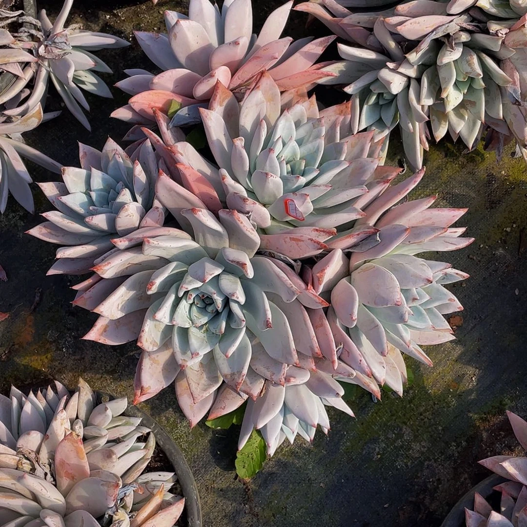 墨西哥巨人48大群生多肉