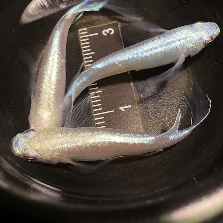 青鳉鱼一物一拍335