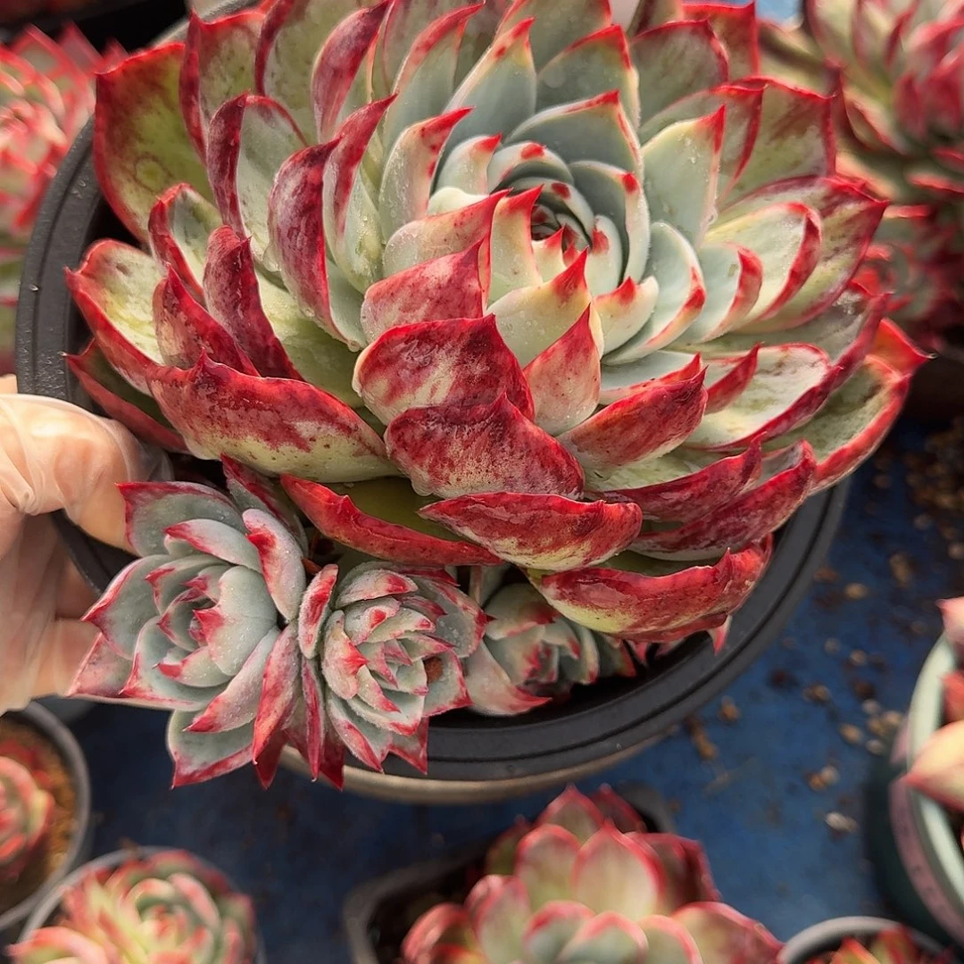 惊鸿仙子 3006........