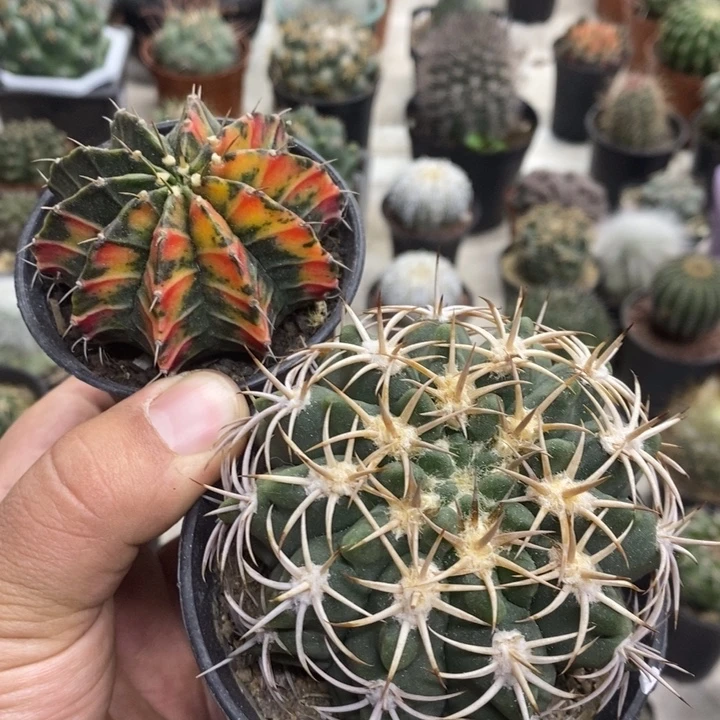 ****r肋骨锦碧岩玉2颗特价