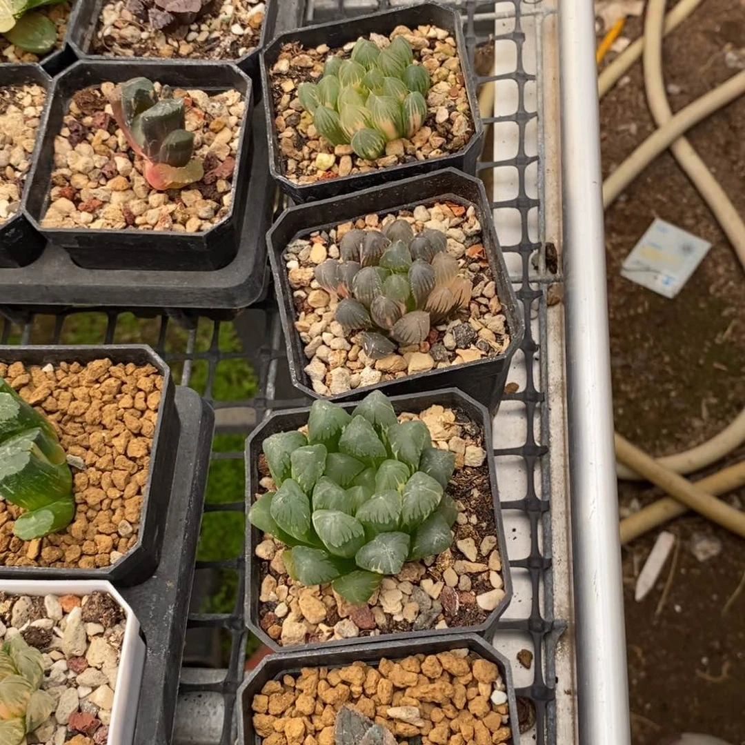 行*者12玉露多肉植物提取