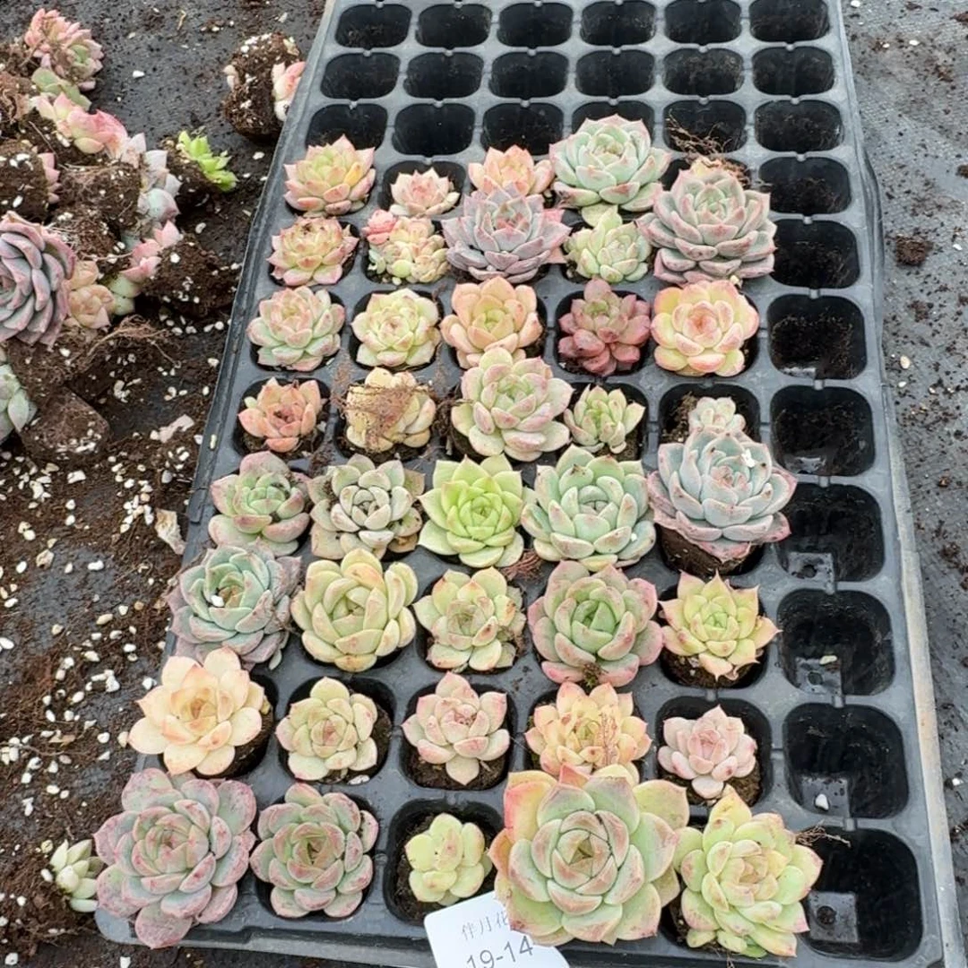 19-14编号珍妮混合三十颗加十棵售后左七左八