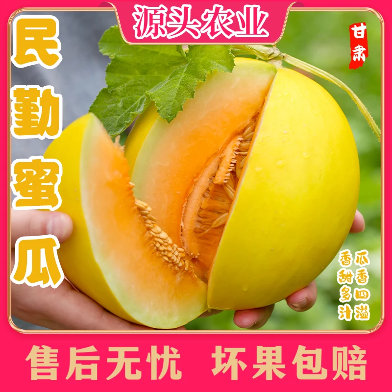 【民勤蜜瓜】 甘肃蜜瓜皮薄甜多汁新鲜采摘4.5-5斤/8-9斤 S