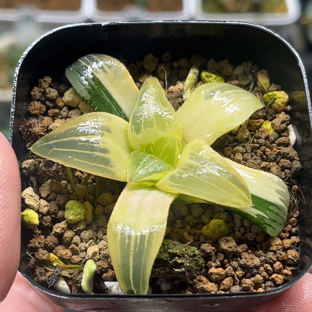 321糊斑红纹寿锦头家多肉十二卷