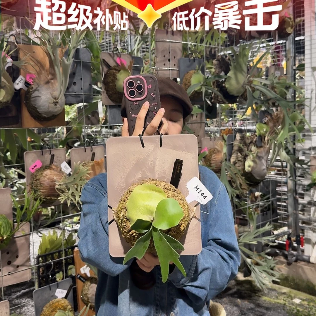 不开花植物M144-卷卷鹿角蕨（小）