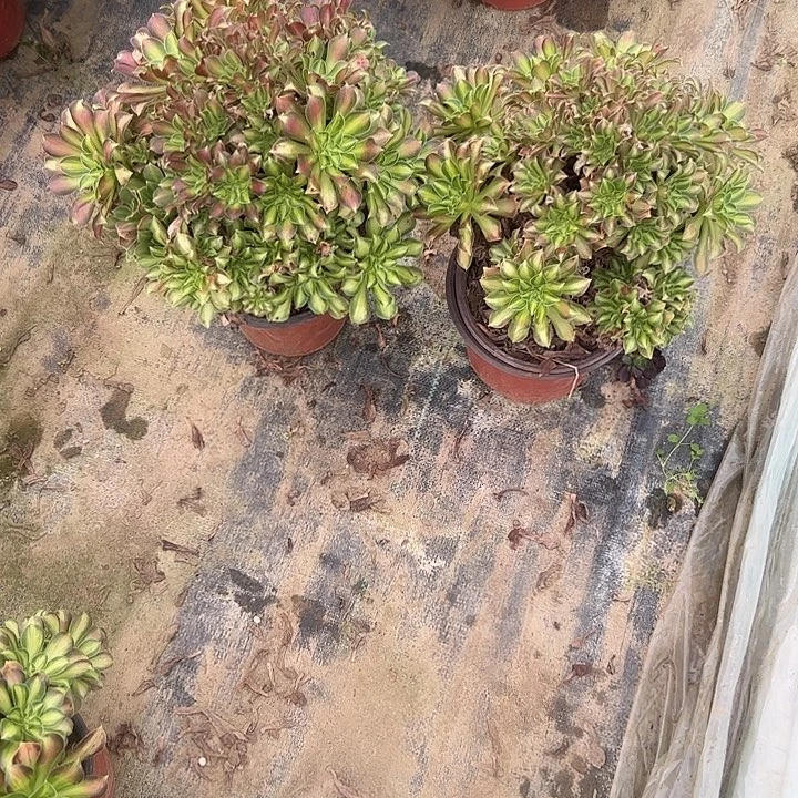 橙****一单包邮不包侧枝67