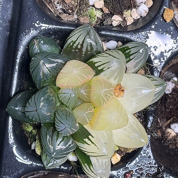 296大窗龙爪玉露锦脱土发货
