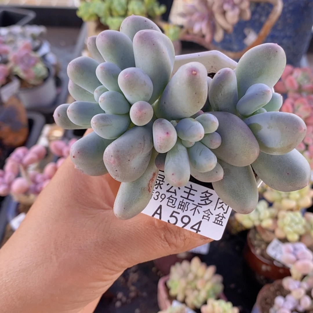 米可8cm594多肉植物