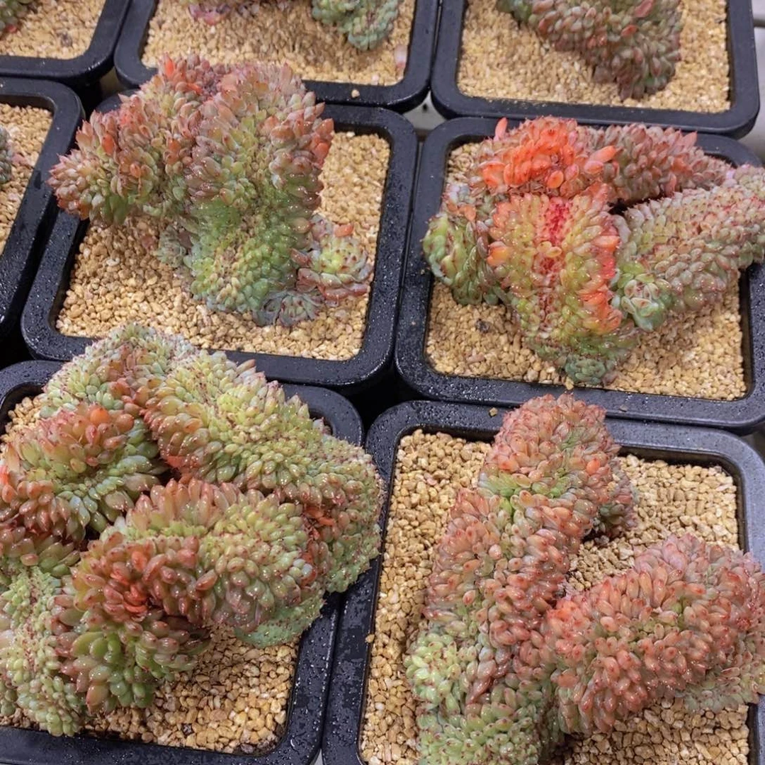 量拍3号 母本哈尼白胖子缀化一个