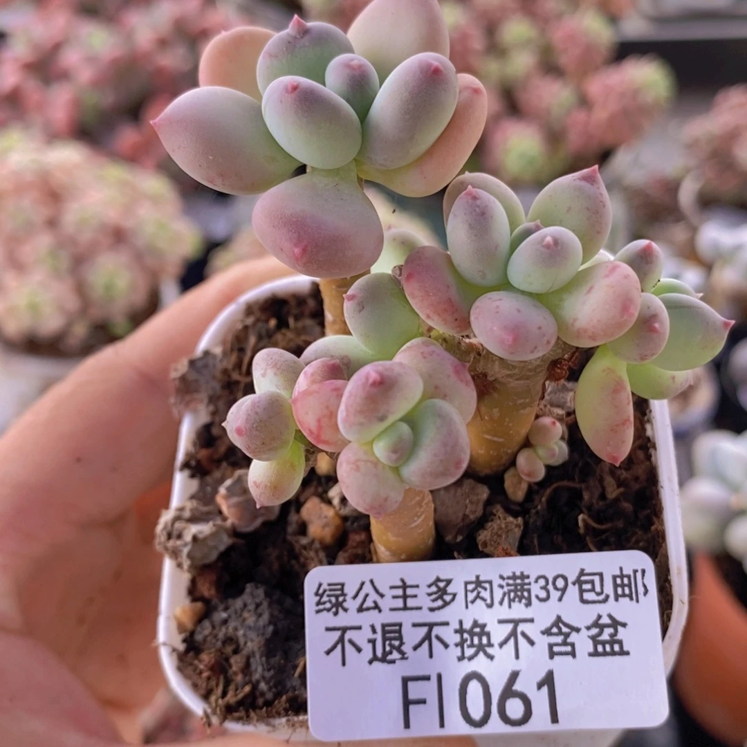 四代苹果奶不包整5cm1061多肉
