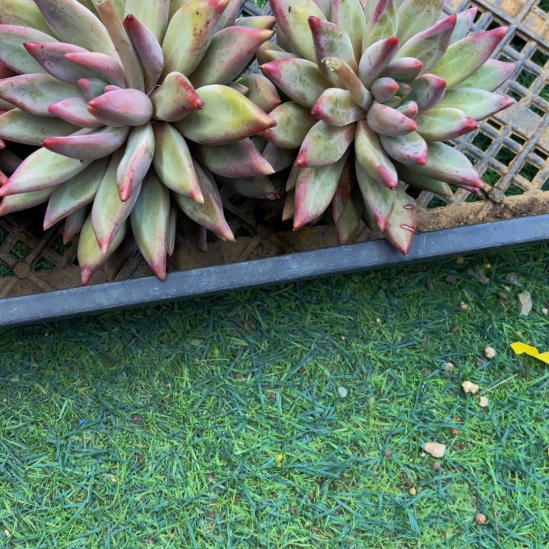 尕**智虞美人发货111111