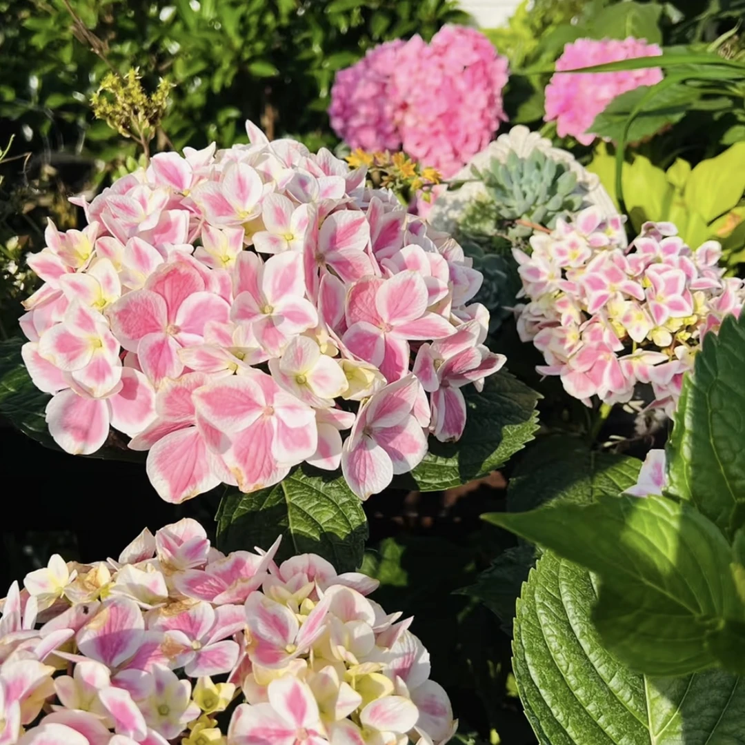 拇指薄荷大花绣球新老枝开花盆栽庭院阳台新手易养护喜水植物