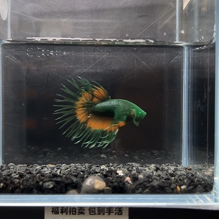 斗鱼一单包邮12日148