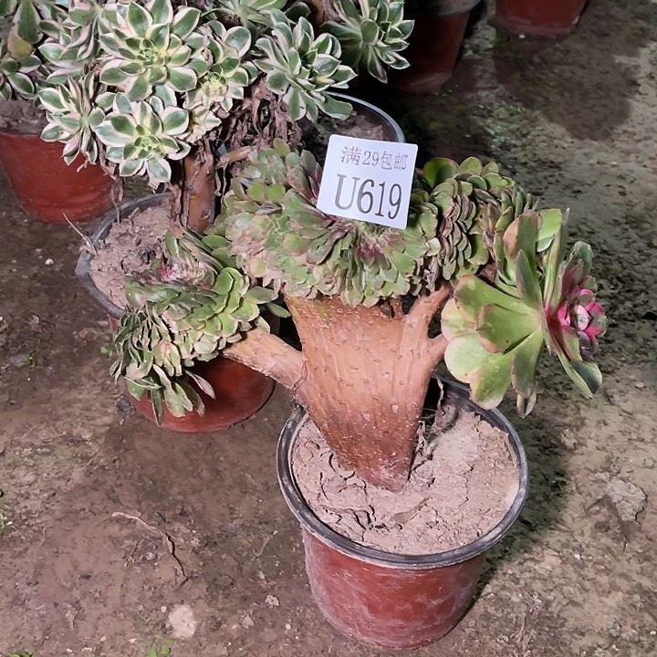 619荔枝缀   多肉植物