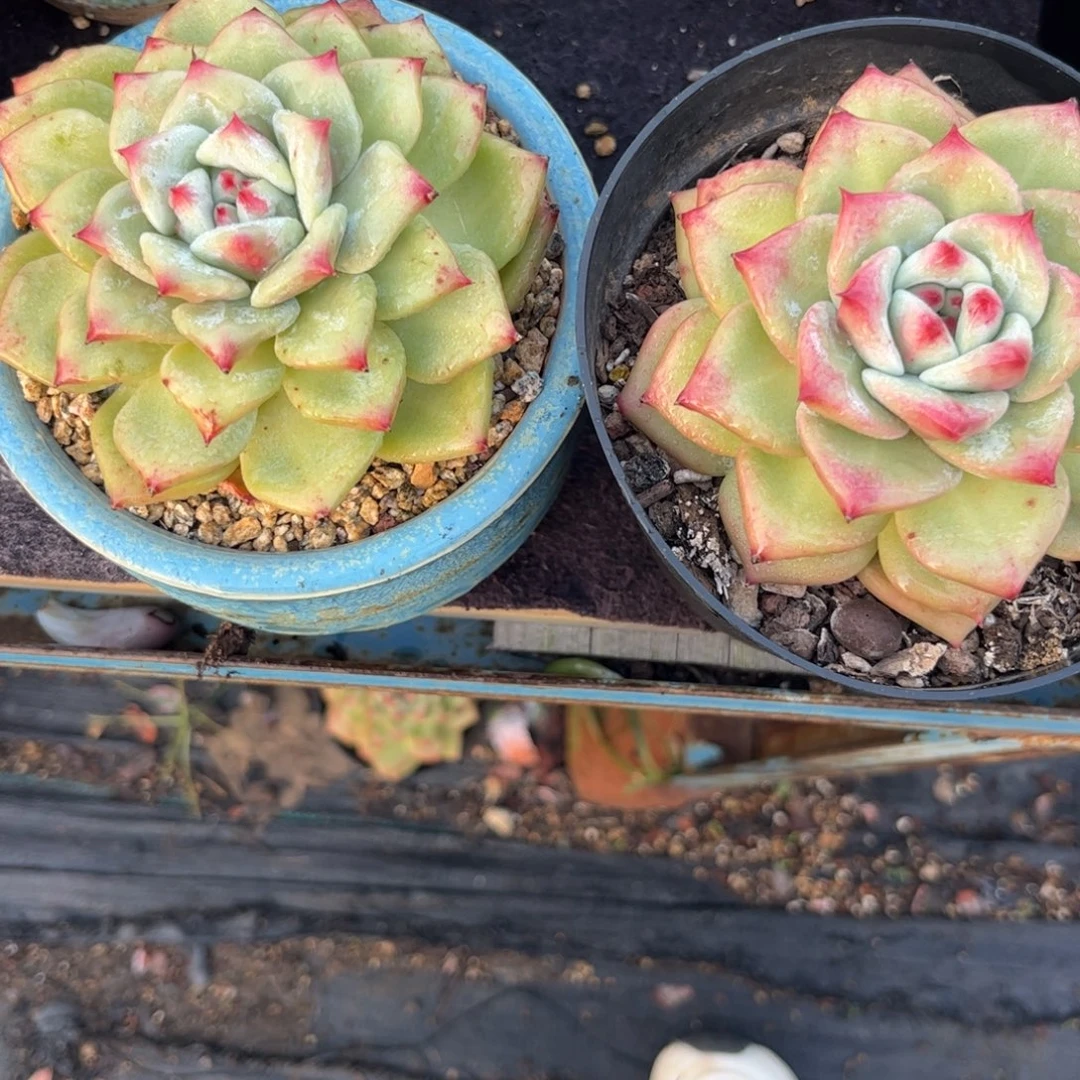 鹿***鹿多肉植物11111111111