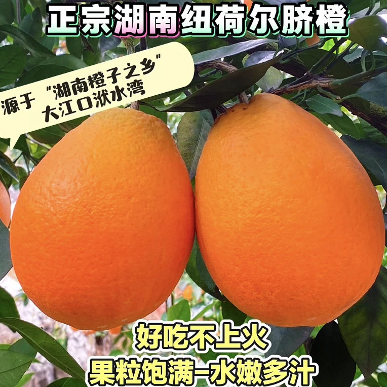纯天然纽荷尔脐橙 福地怀化 自家果园湖南高山种植 产地采摘直发