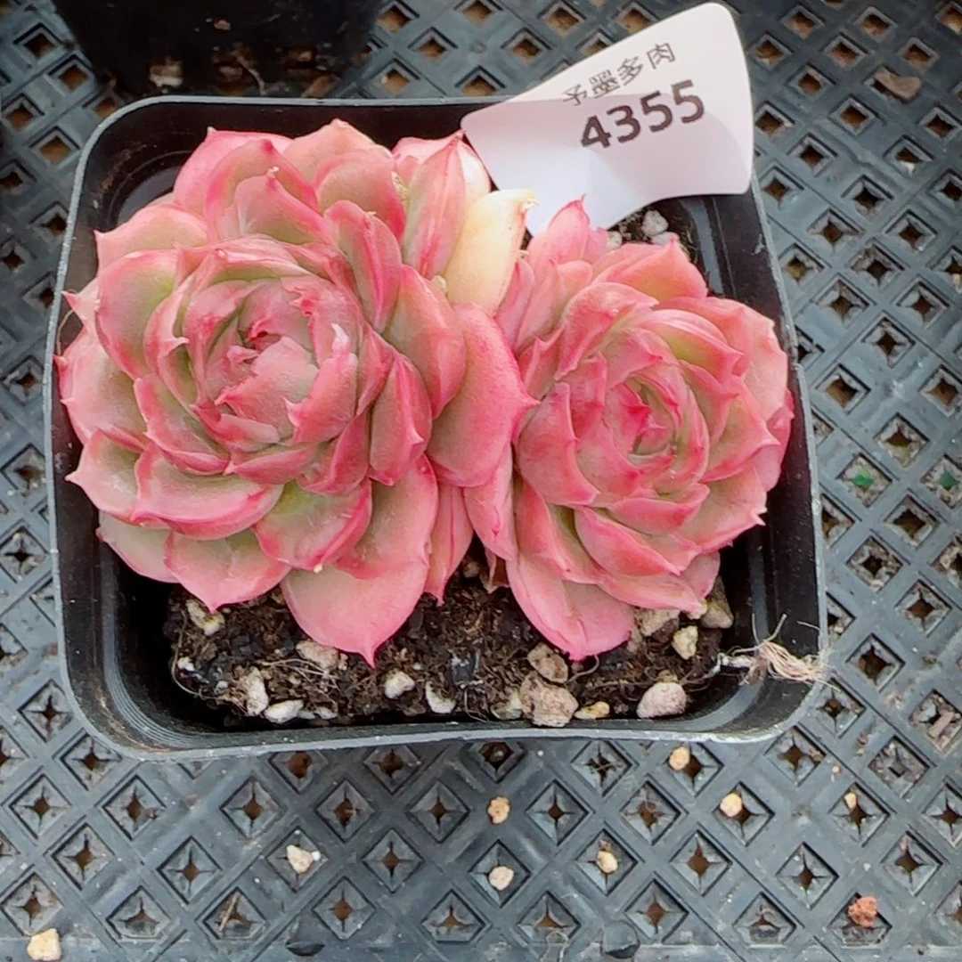 吃***豆水晶虾饺，4355多肉植物