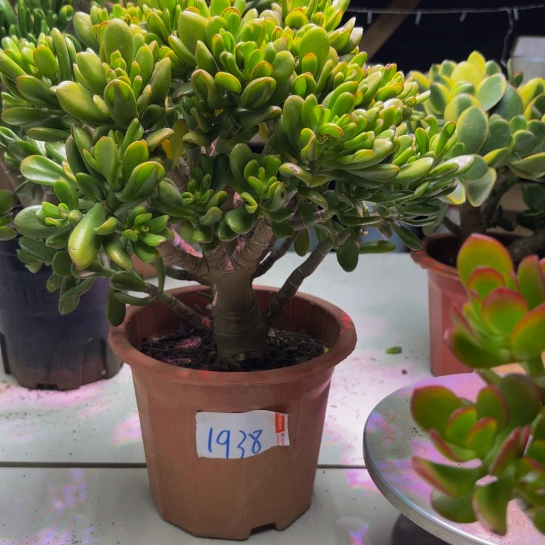 招财猫一物一拍29.99