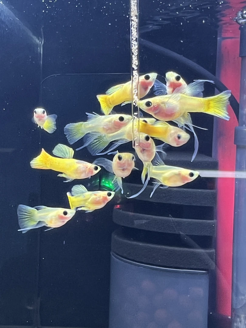 黄金玻璃猫大C孔雀鱼