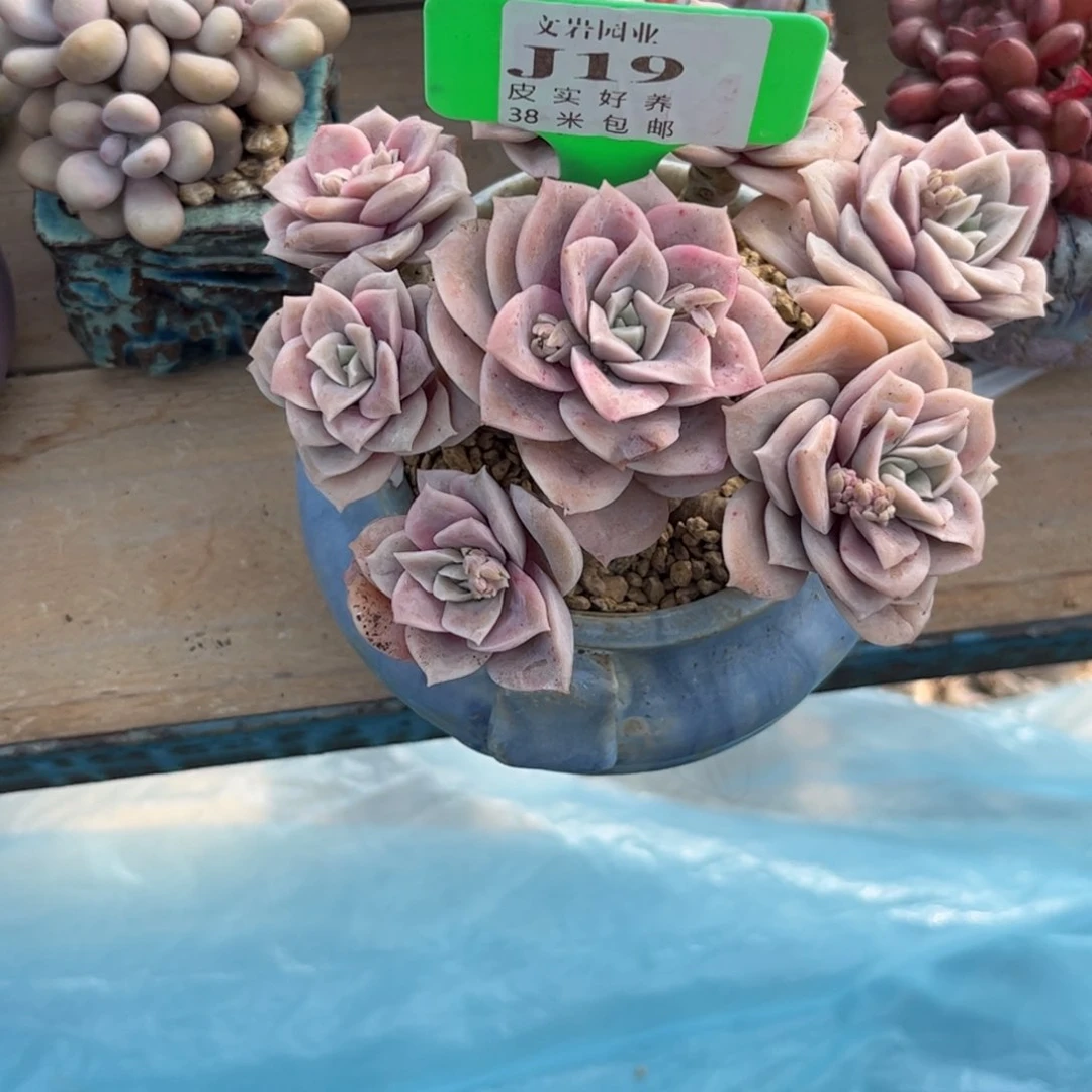 崔****装多肉植物1111111可爱玫瑰11