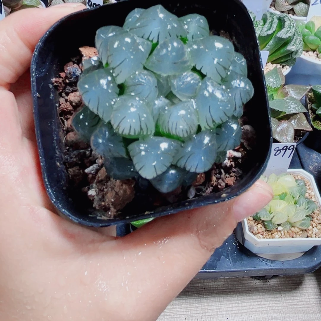 紫冰灯多肉植物66666