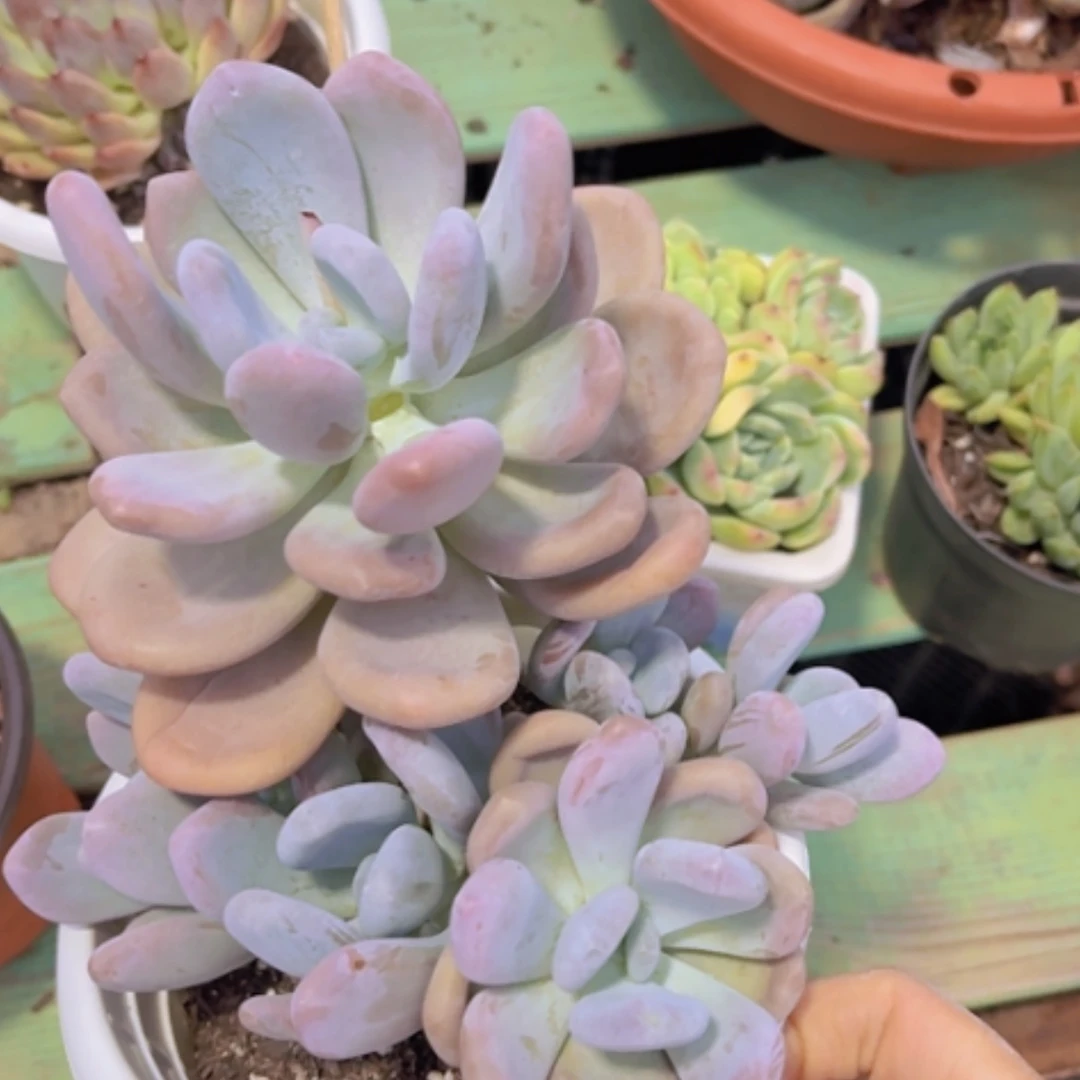 【闪购商品】橙雪球25263