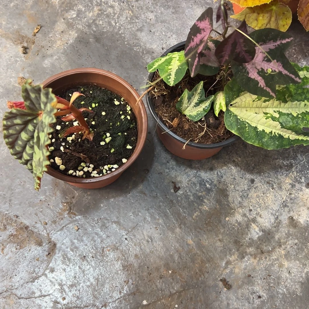 用***9无花朵77秋海棠清货福利专用链接