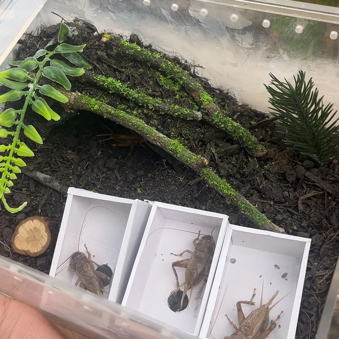 地䖷生态箱➕3冰糖哈