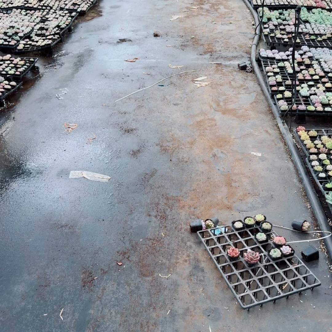 雪莲穴盘一盘（72颗保五十）量拍