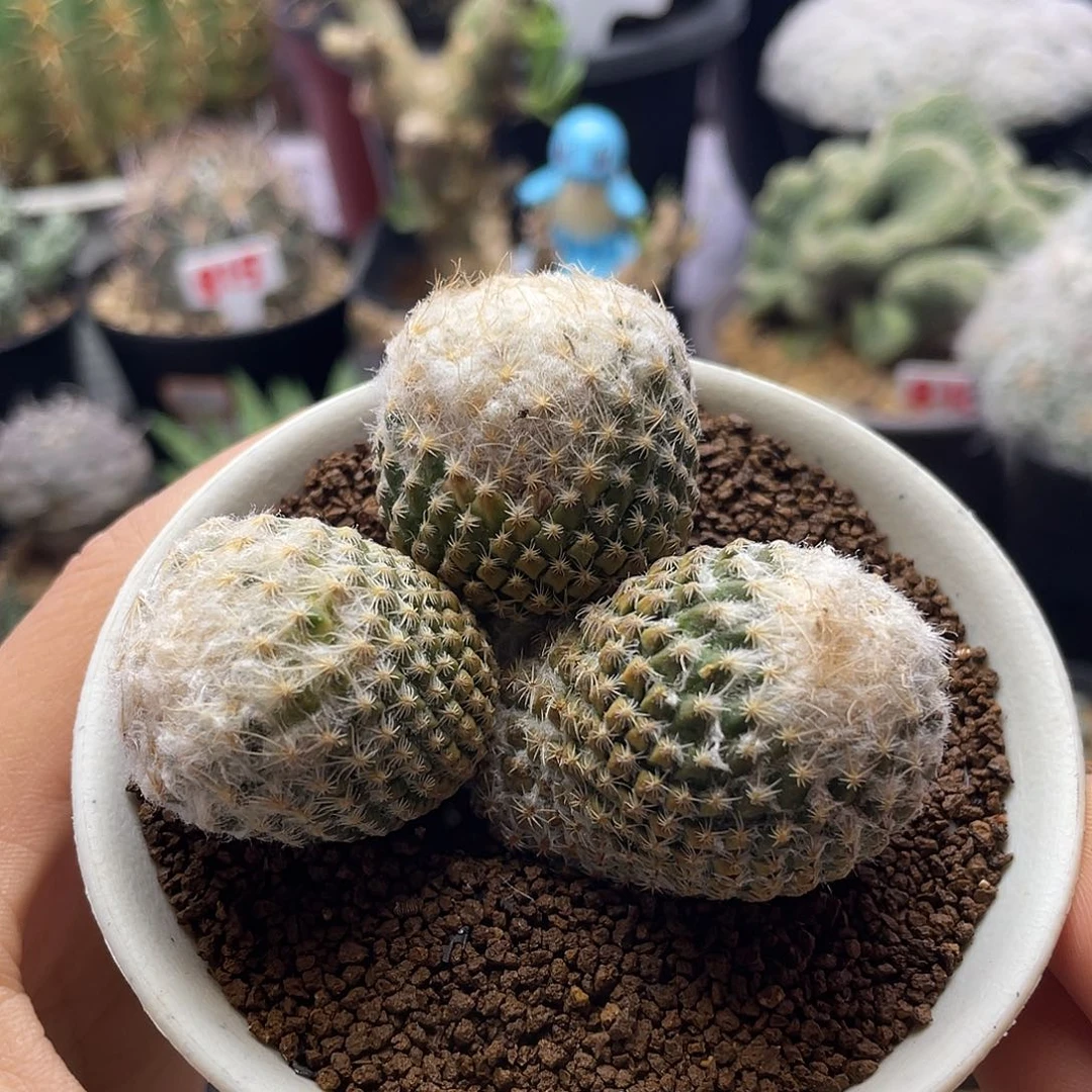 雪顶三头银牡丹送盆土刚出新根