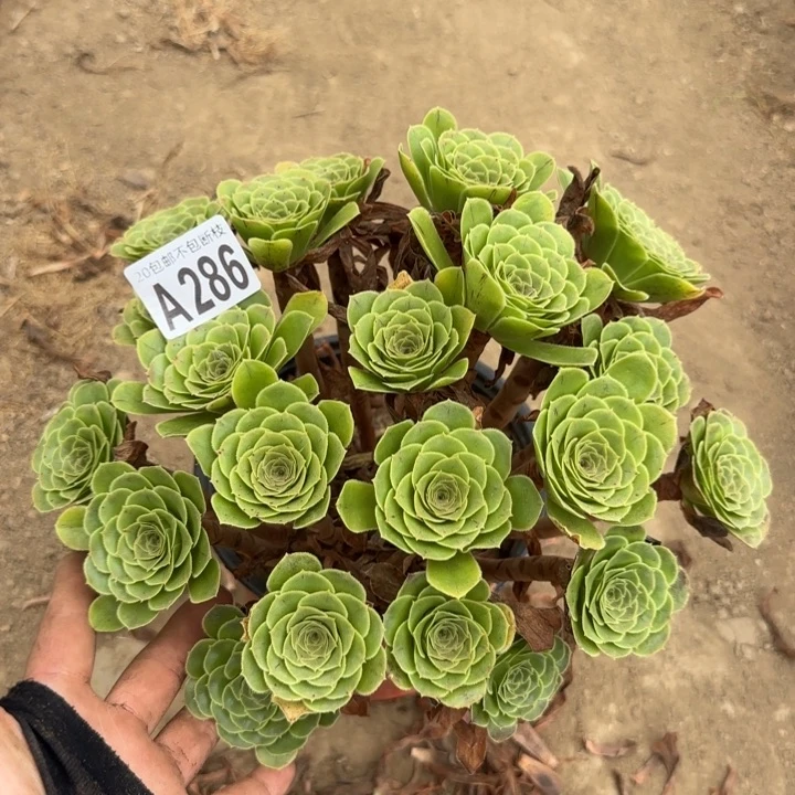 魅灵玫瑰……多肉植物……