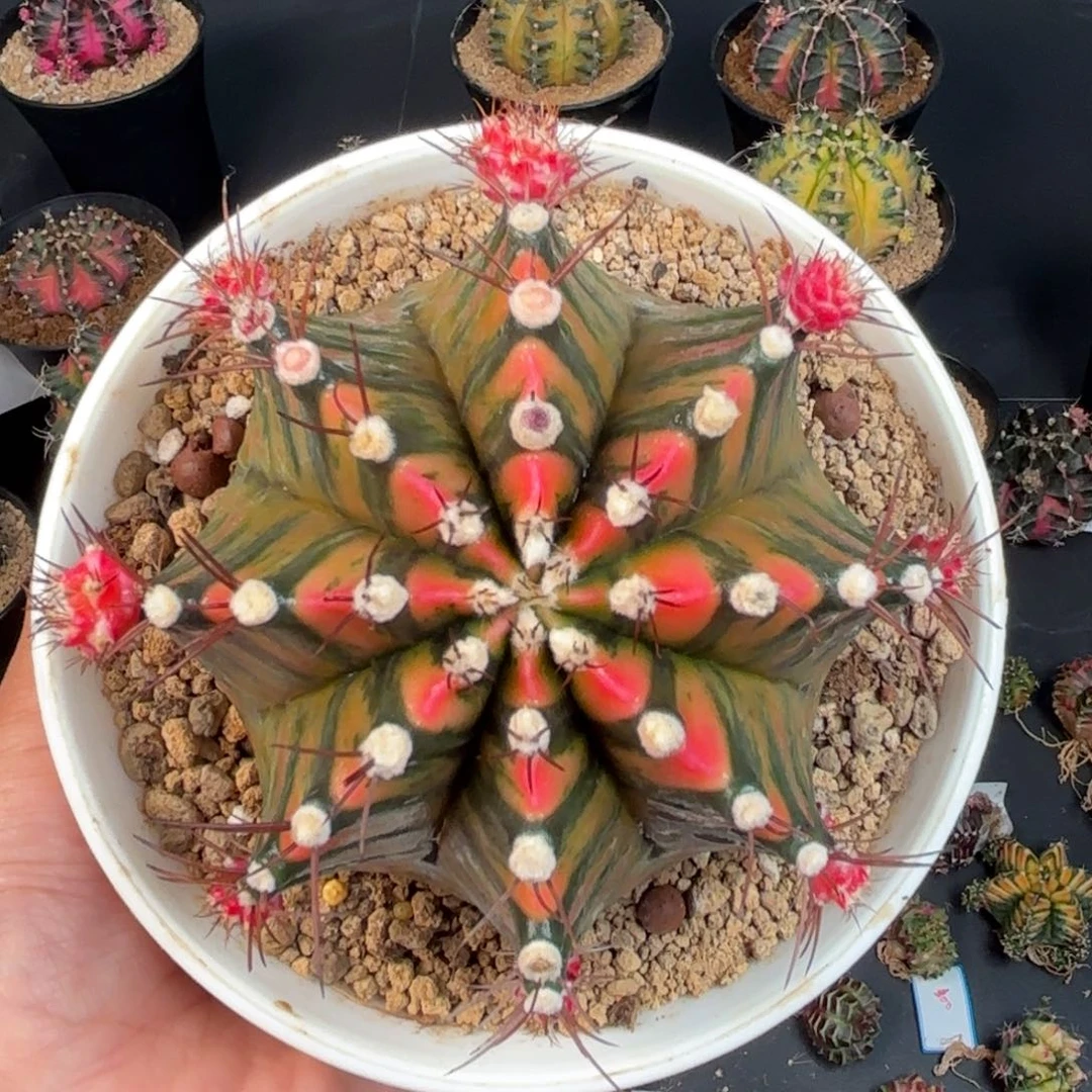 泰系米哈实生sos后代实生