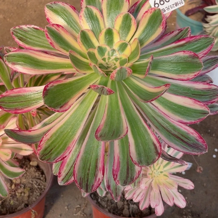 99围巾多肉了12345678