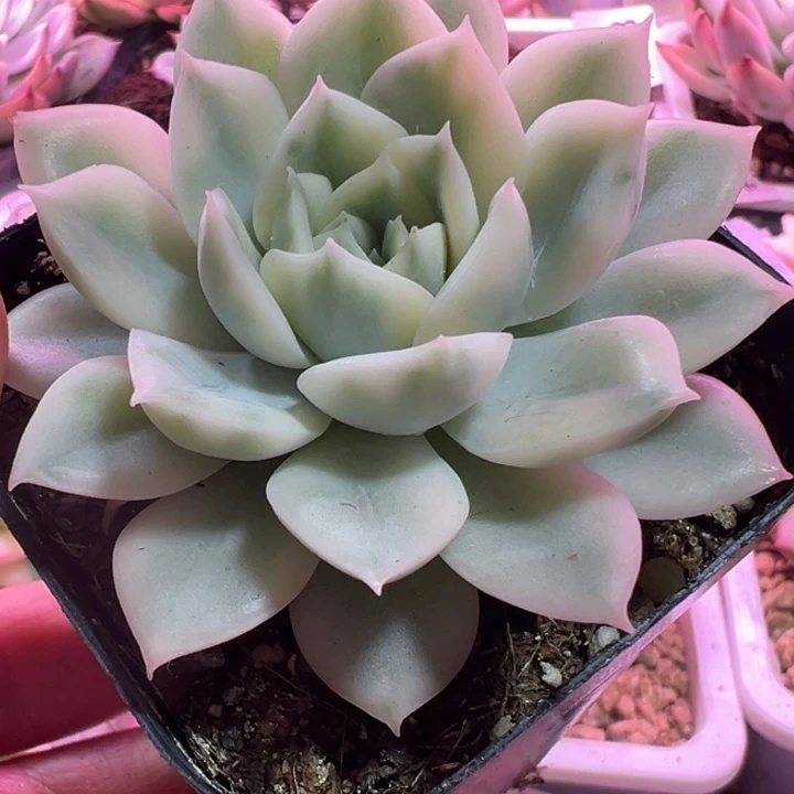 月亮仙子锦多肉植物