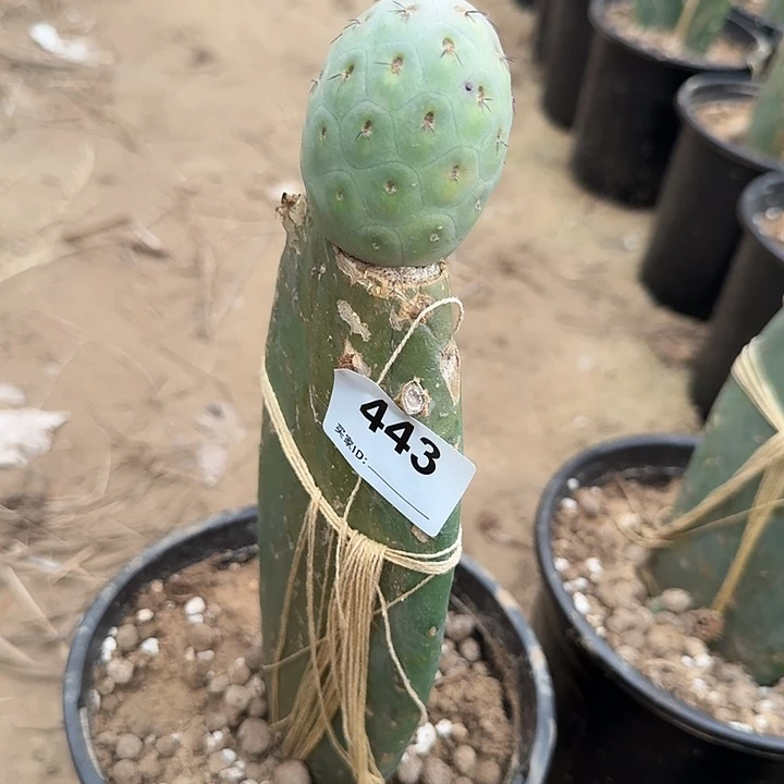 新一代绿皮月球坑443