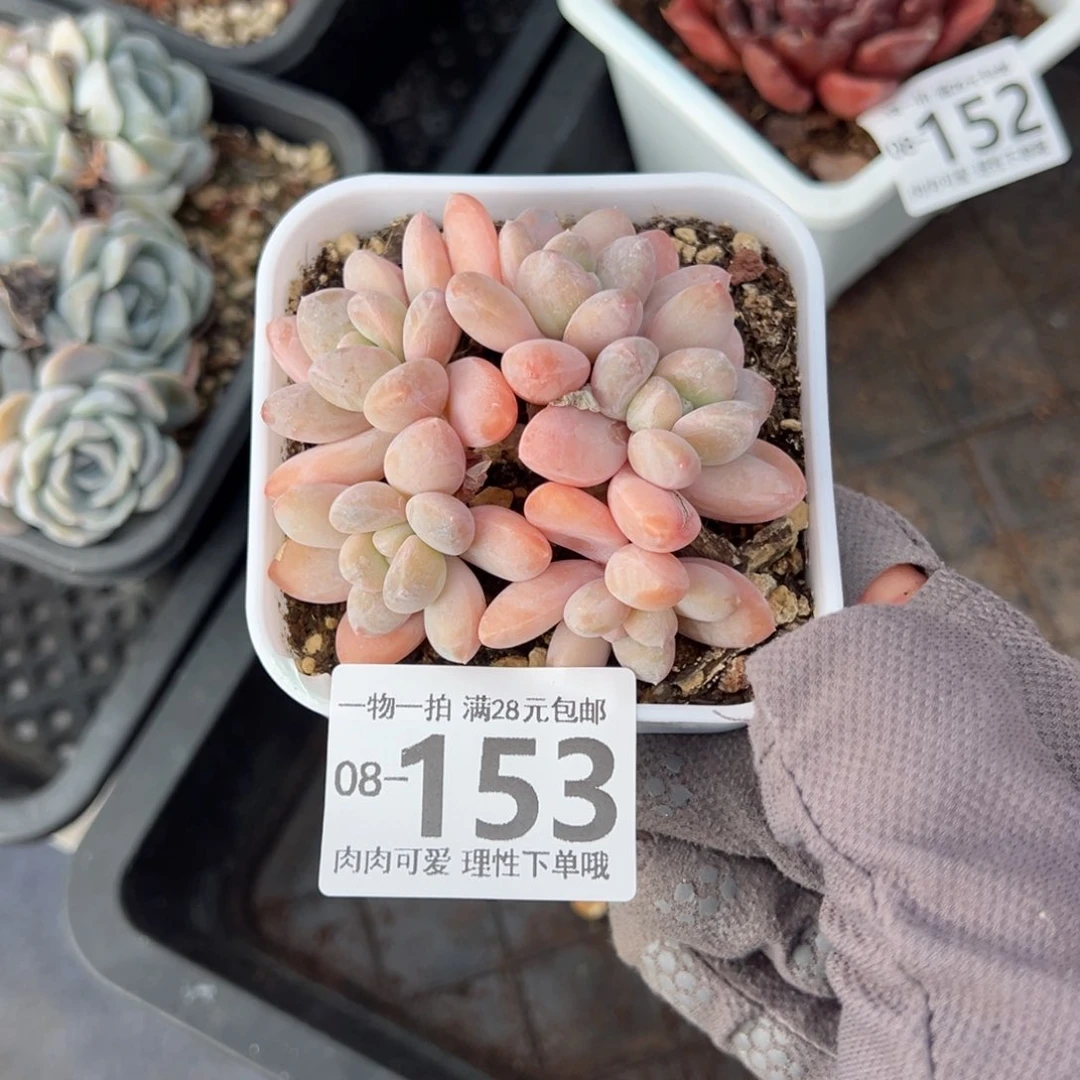 香玉多肉多肉多肉多