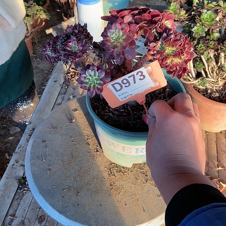 竹***子D973黑天俄缀化老庄老庄