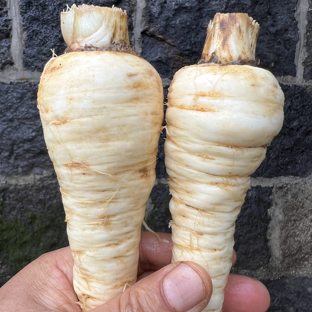 云南腾冲当归新鲜欧防风根现挖欧芹炖肉炖汤特色火山种植蔬菜