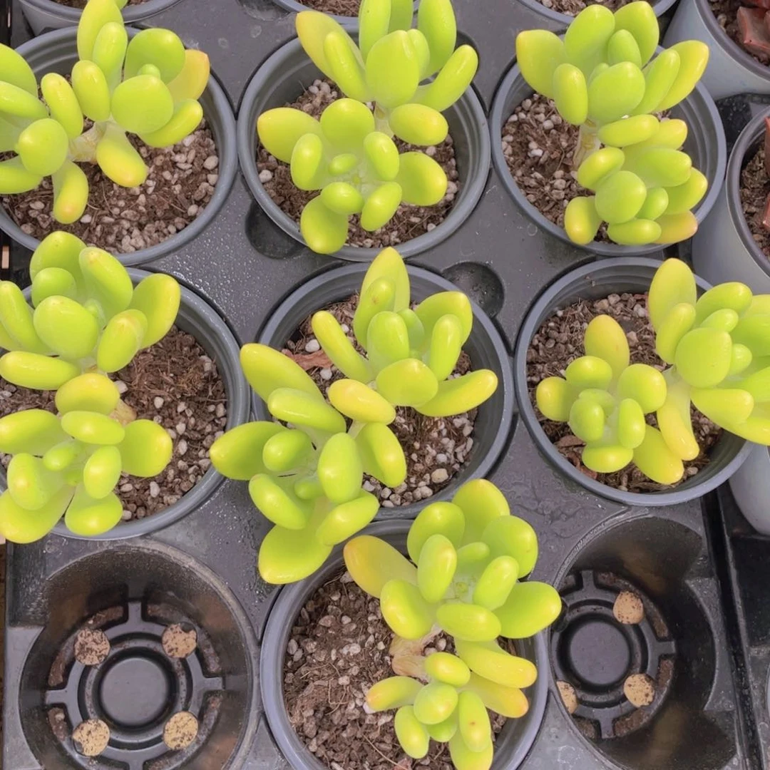 337号 金蝉双头带腿一个