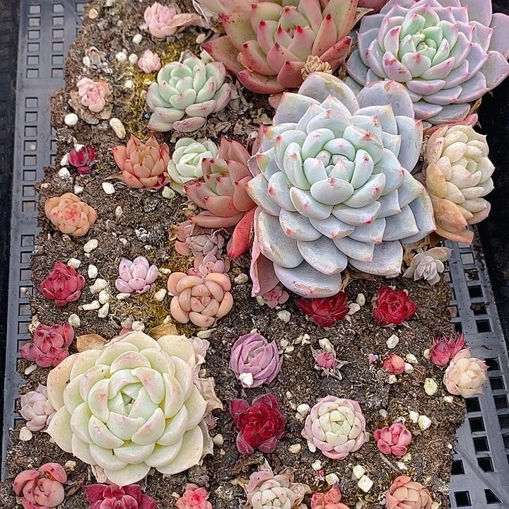 287 多肉植物盆栽花卉植物
