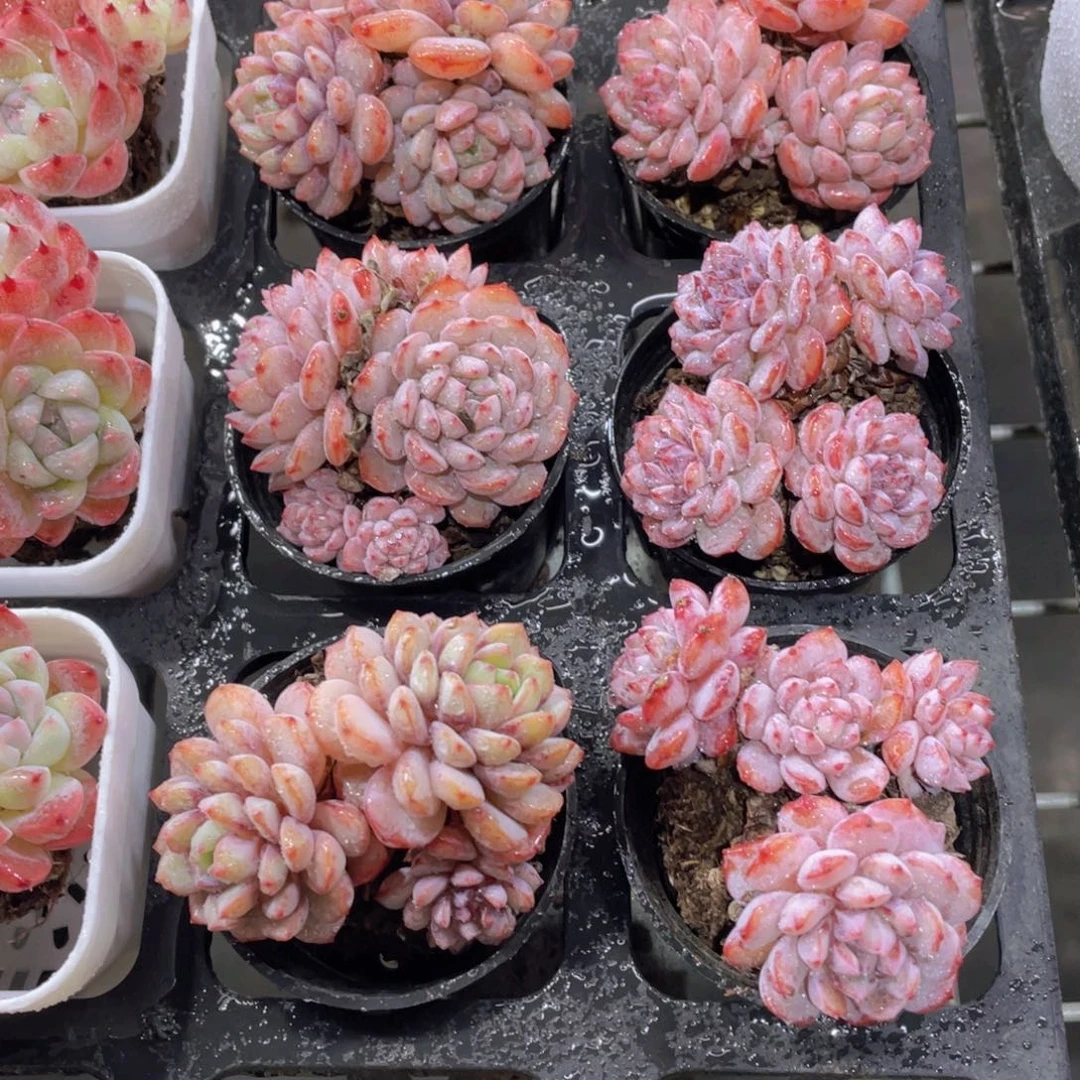 166号 鲁冰小红雪三头起一个