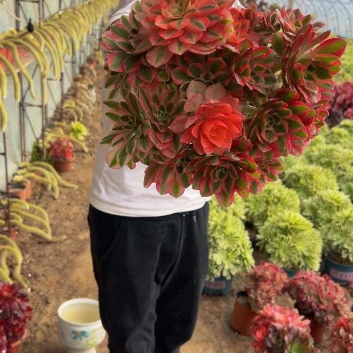 9.9粉女巫母本有砍