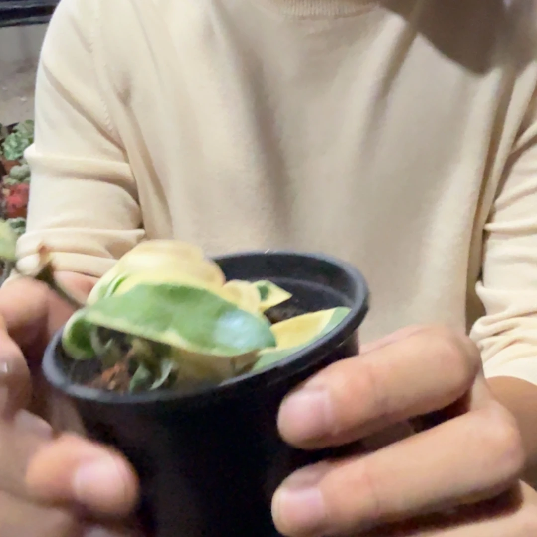 变异卷叶球兰锦带盆带土