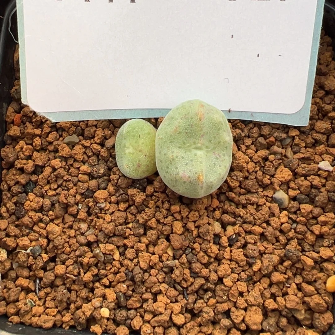 18-17绿豆糕多肉植物