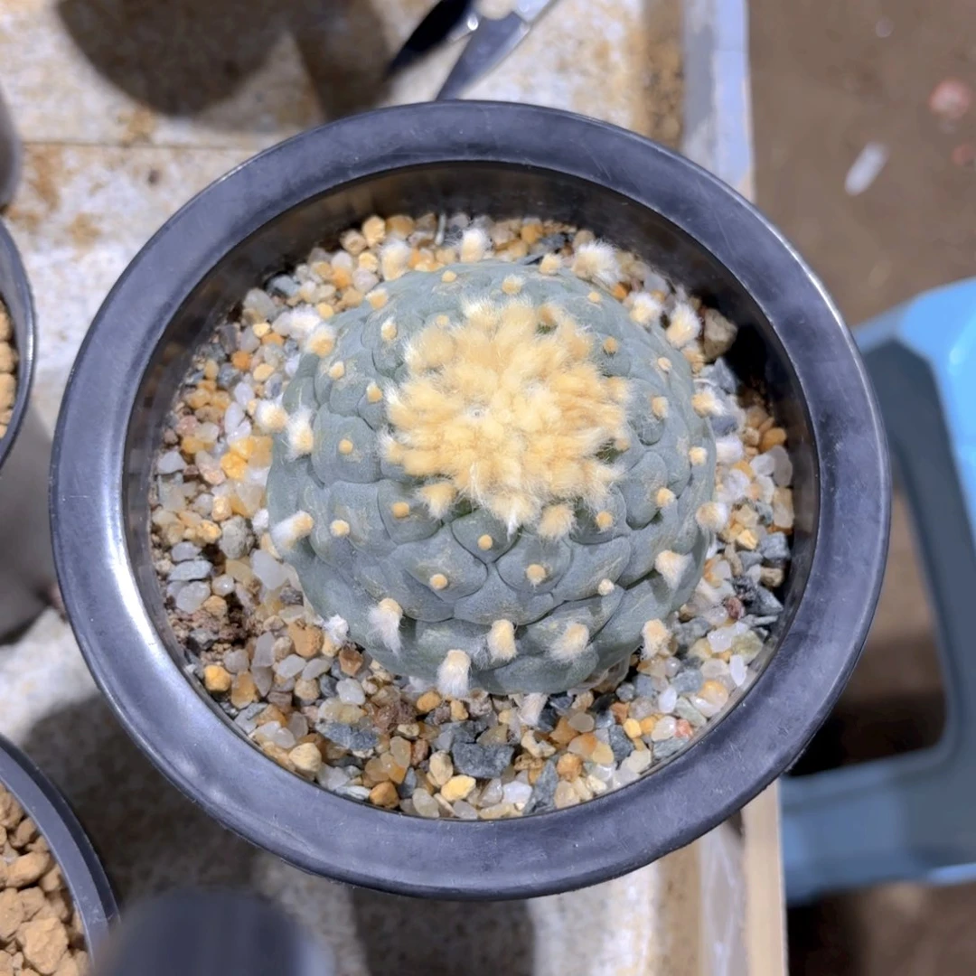 ?*子兔子G g g g g g g