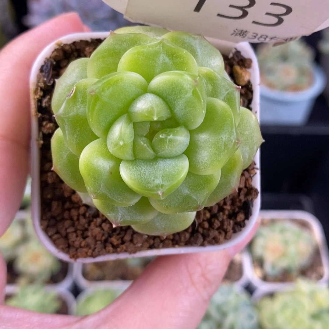 甜心单头一颗133号